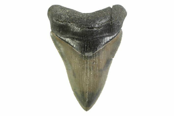 Serrated, Colorful, Fossil Megalodon Tooth - Georgia #338787
